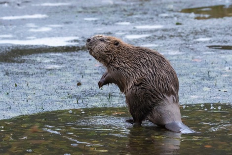 Beaver standing in the pond